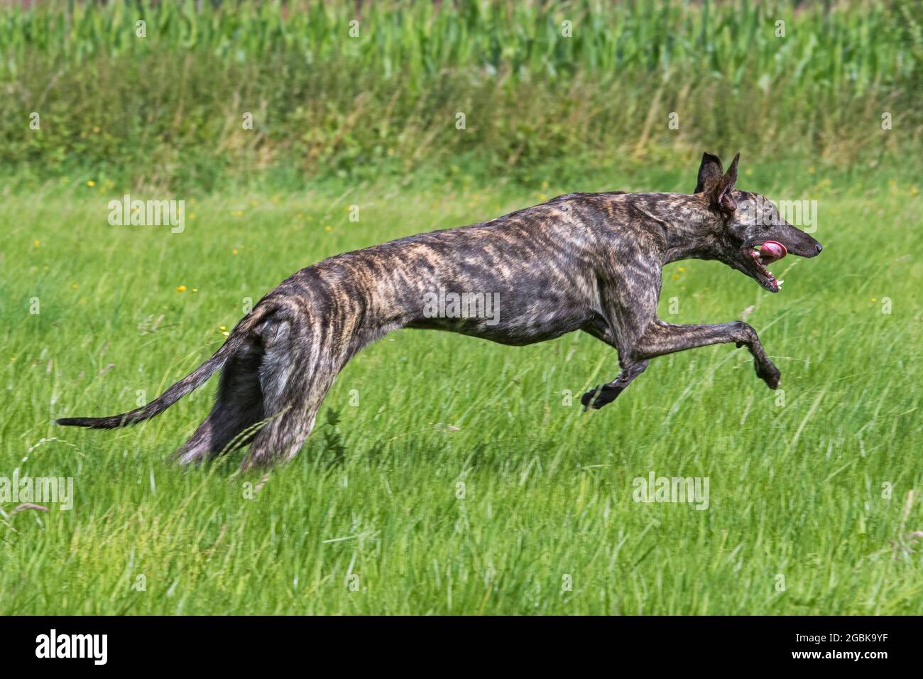 Galgo Español à revêtement brut brindiqué / galgo espagnol barcino / atigrado Spatithound espagnol, chien race des soupirs courant dans le champ Banque D'Images