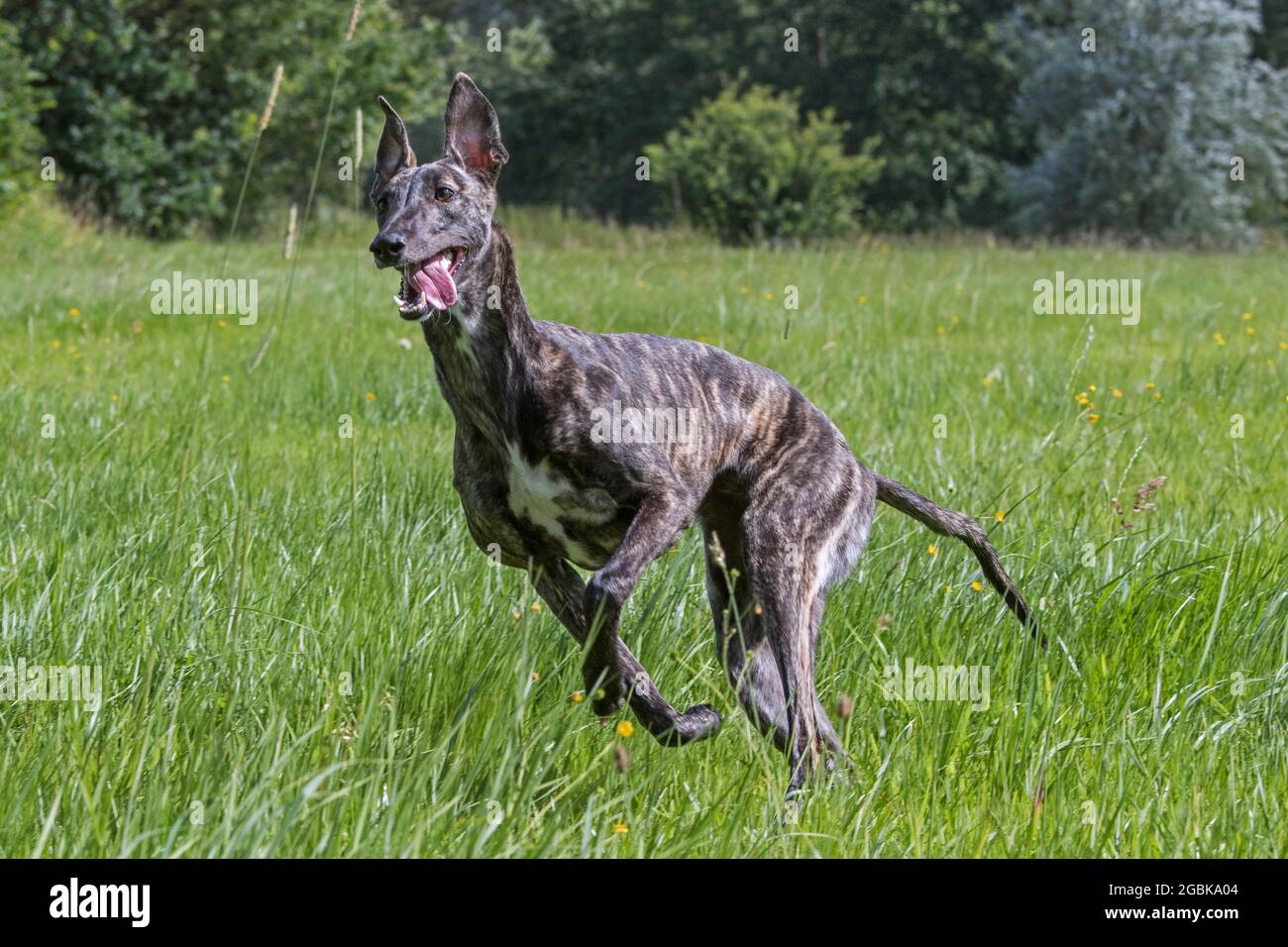 Galgo Español à revêtement brut brindiqué / galgo espagnol barcino / atigrado Spatithound espagnol, chien race des soupirs courant dans le champ Banque D'Images