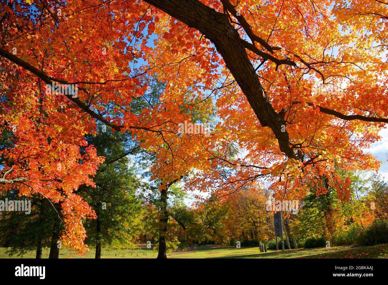 Vue à angle bas de la couleur des feuilles d'automne de l'érable au Canada. Banque D'Images