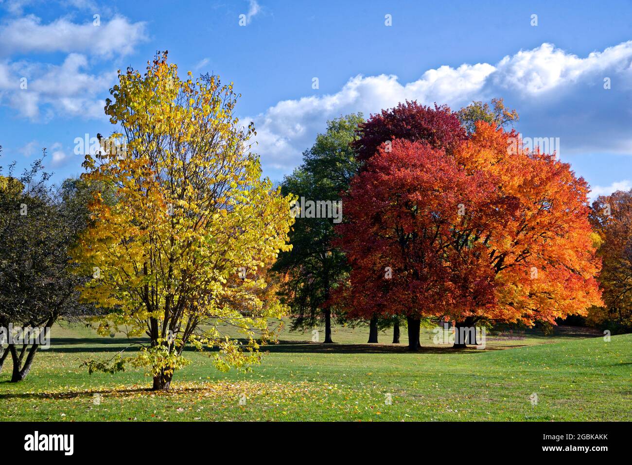 Feuille d'érable d'automne dans le parc Banque D'Images