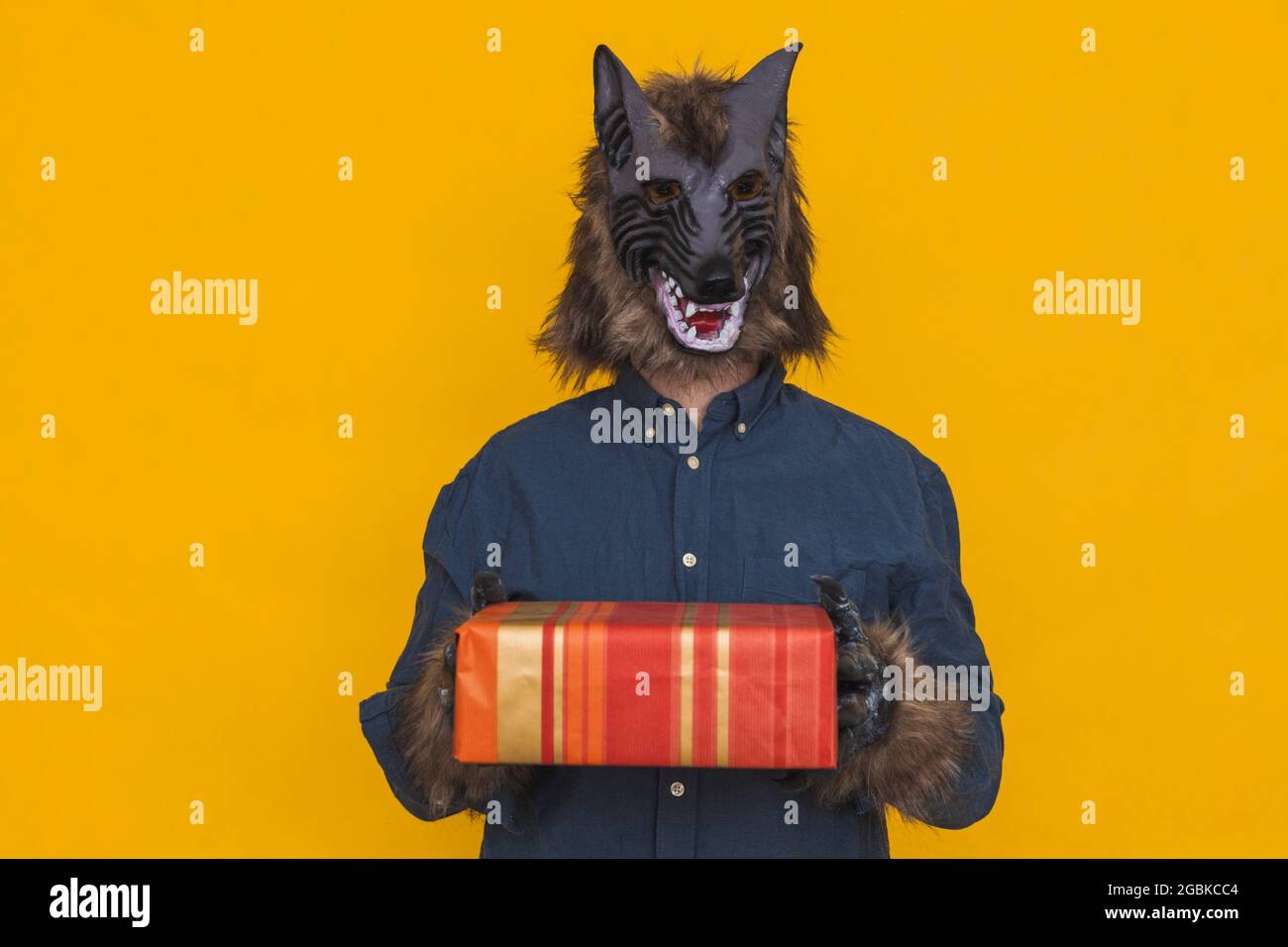 Sur fond jaune se trouve un loup-garou vêtu d'une chemise bleue tenant un cadeau enveloppé de papier rouge et or avec les deux mains. Banque D'Images