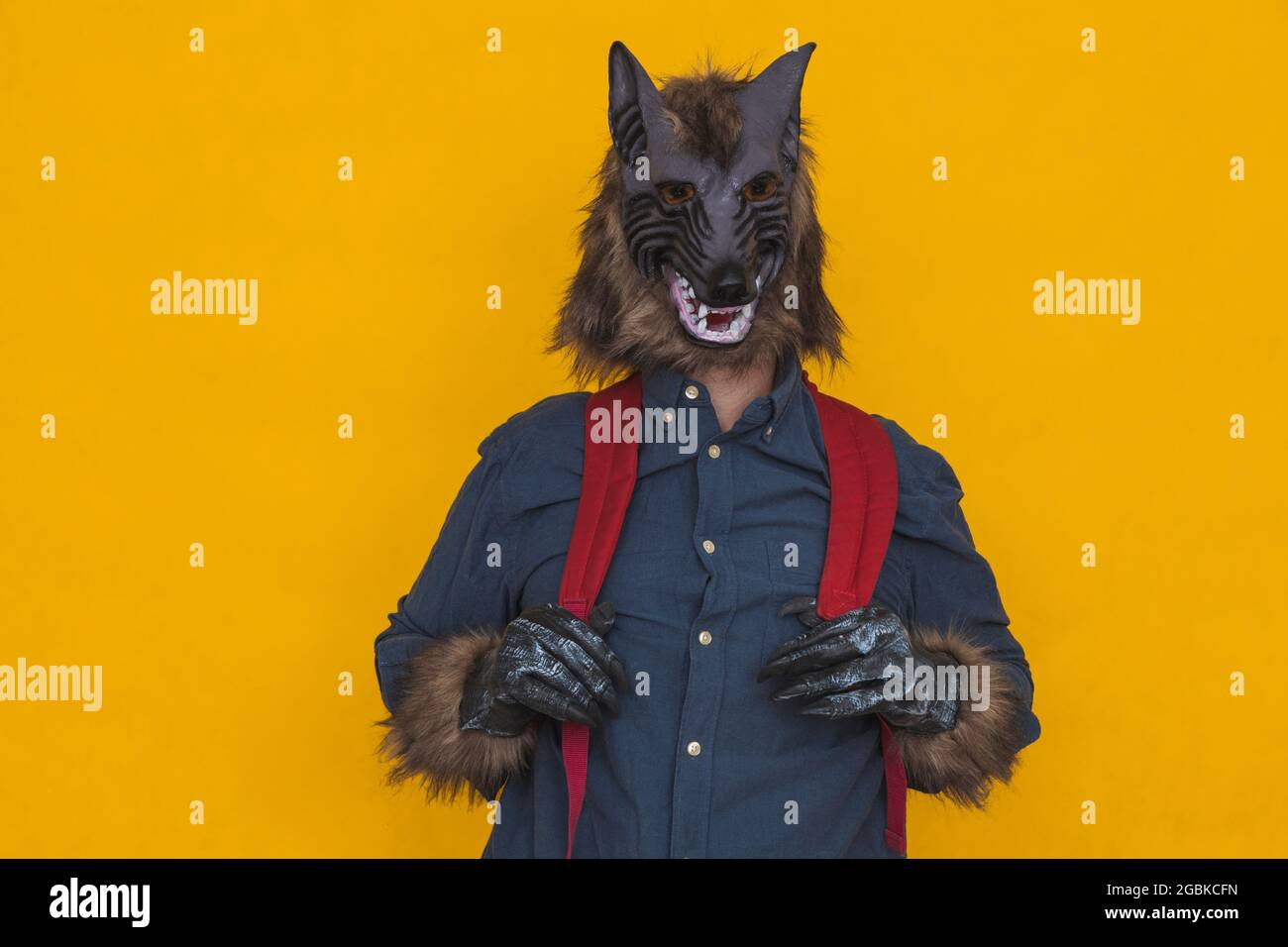 Sur fond jaune, il y a un loup-garou habillé d'une chemise bleue portant un sac à dos bleu et le tenant par les sangles. Banque D'Images