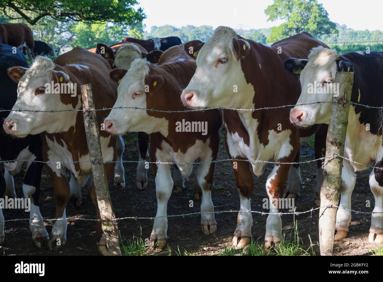 Angleterre, Hampshire, Farleigh Wallop, vaches Banque D'Images