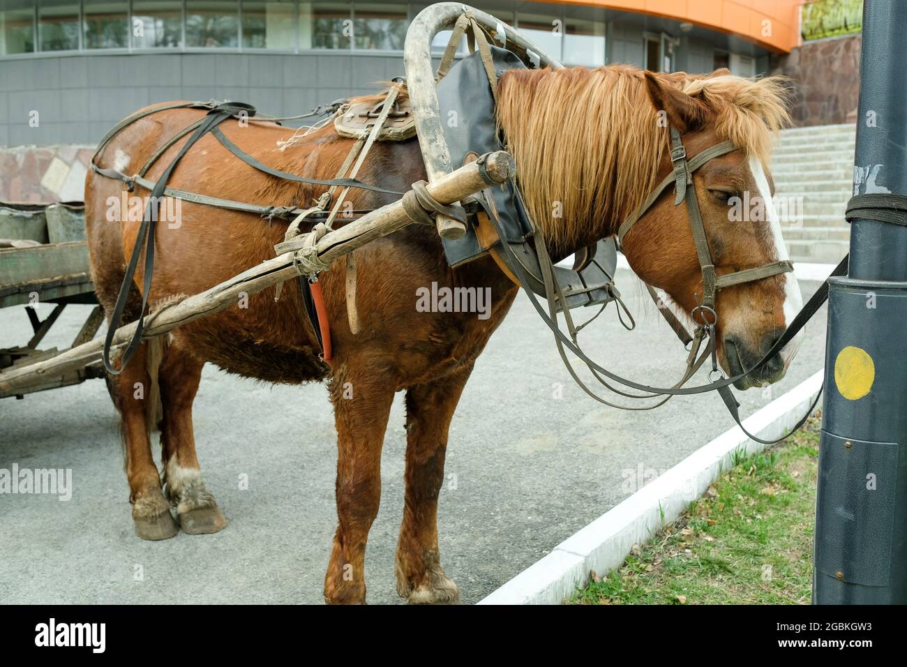 Un cheval brun dans le harnais est attaché à un poteau. Banque D'Images