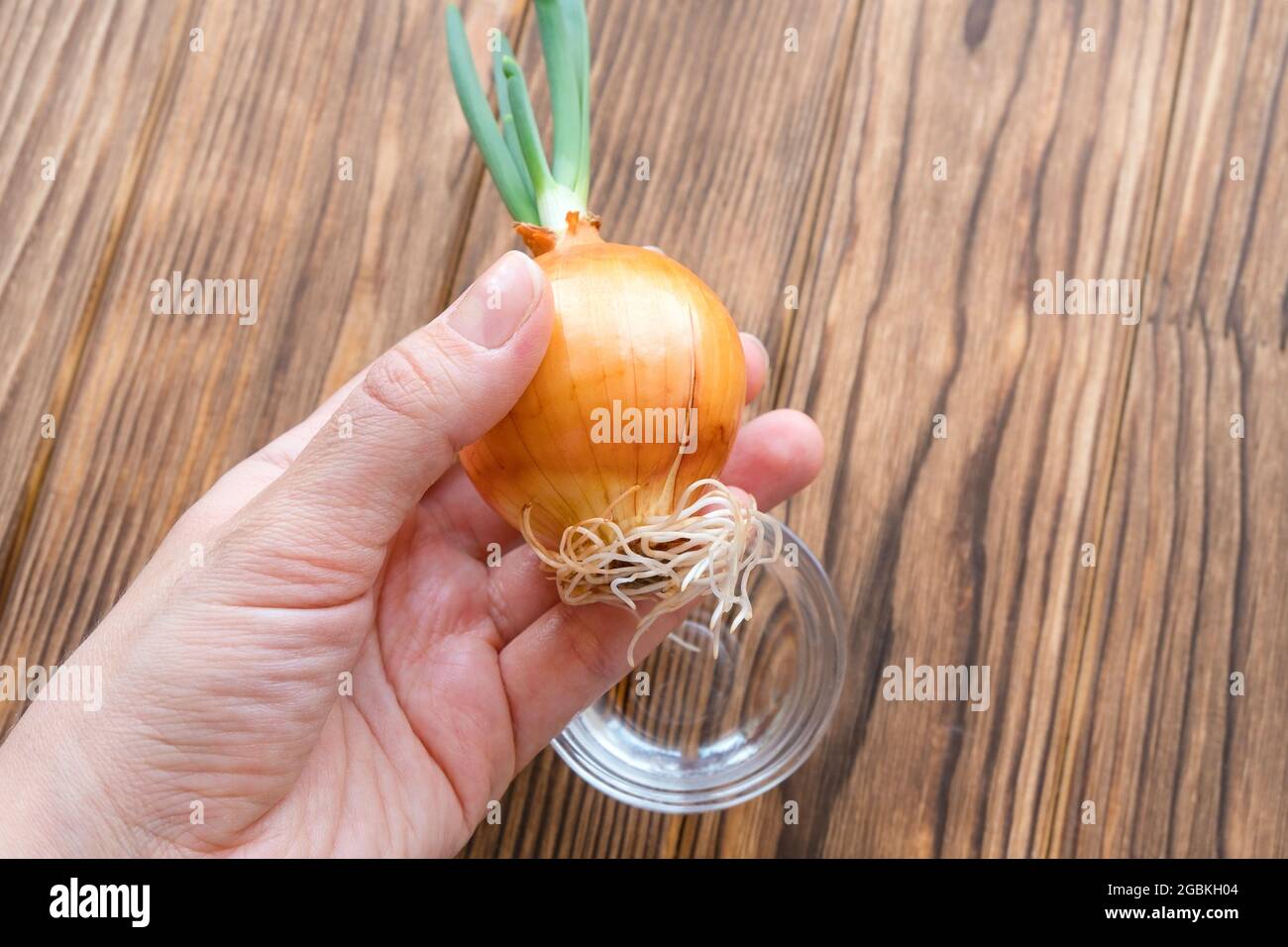 Tient un oignon germé dans sa main. Banque D'Images