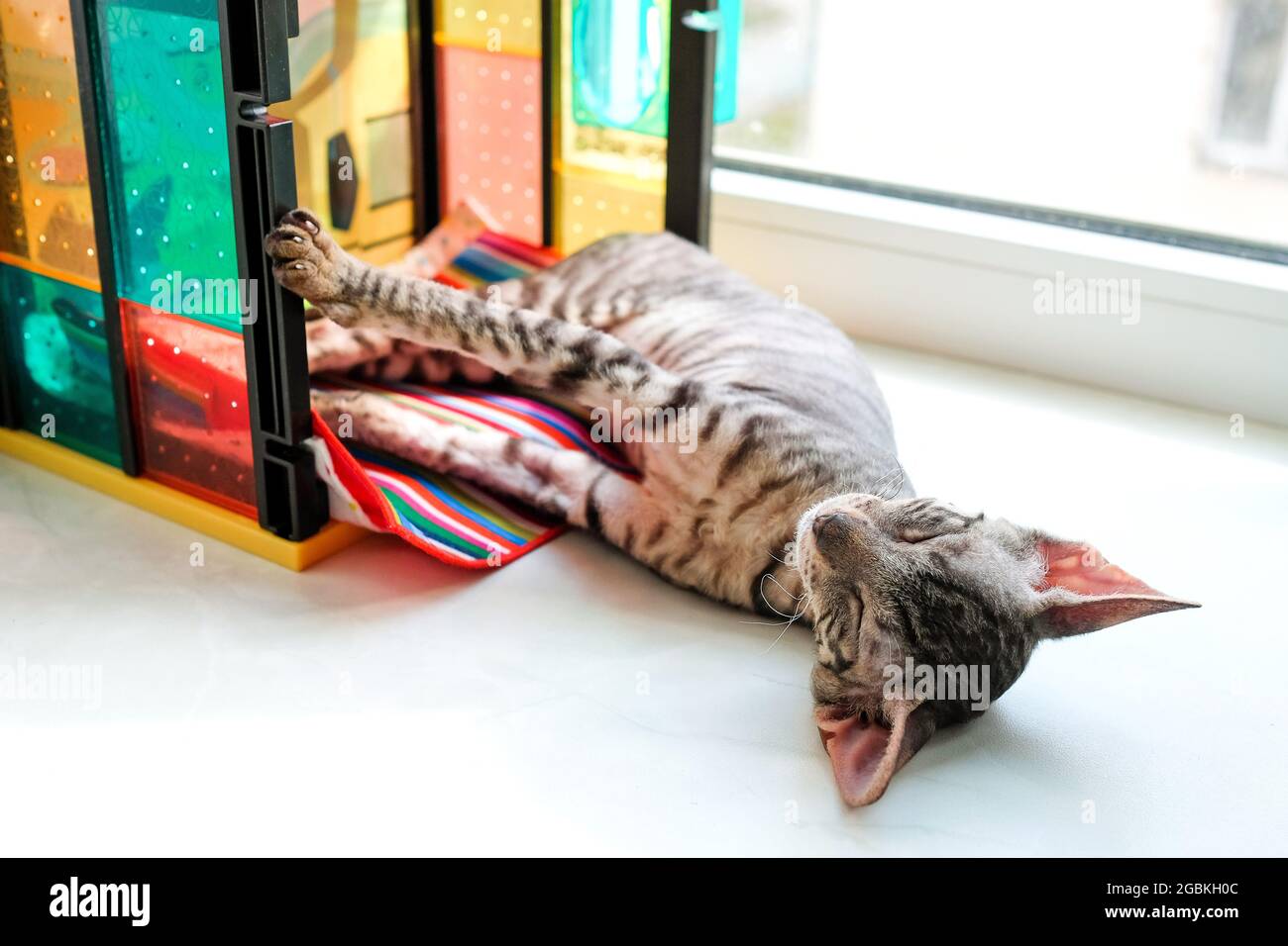 Le sommeil des chatons s'étendait sur le rebord de la fenêtre dans une maison de jouets. Banque D'Images