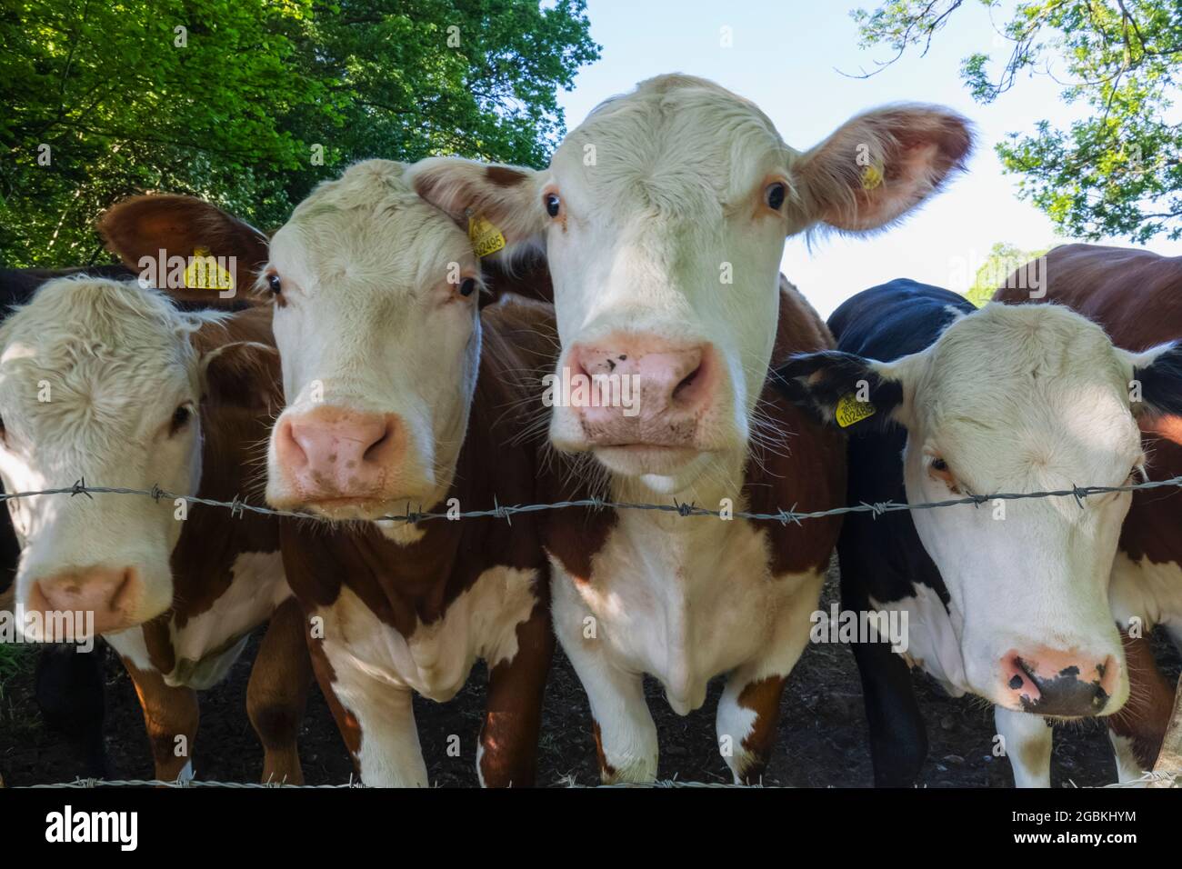 Angleterre, Hampshire, Farleigh Wallop, vaches Banque D'Images