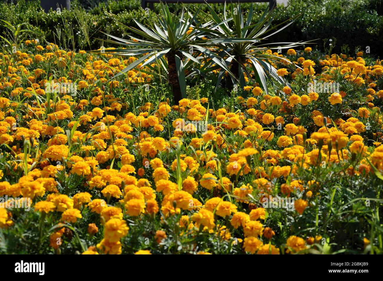 jardin aux fleurs jaunes et jeune palmier Banque D'Images