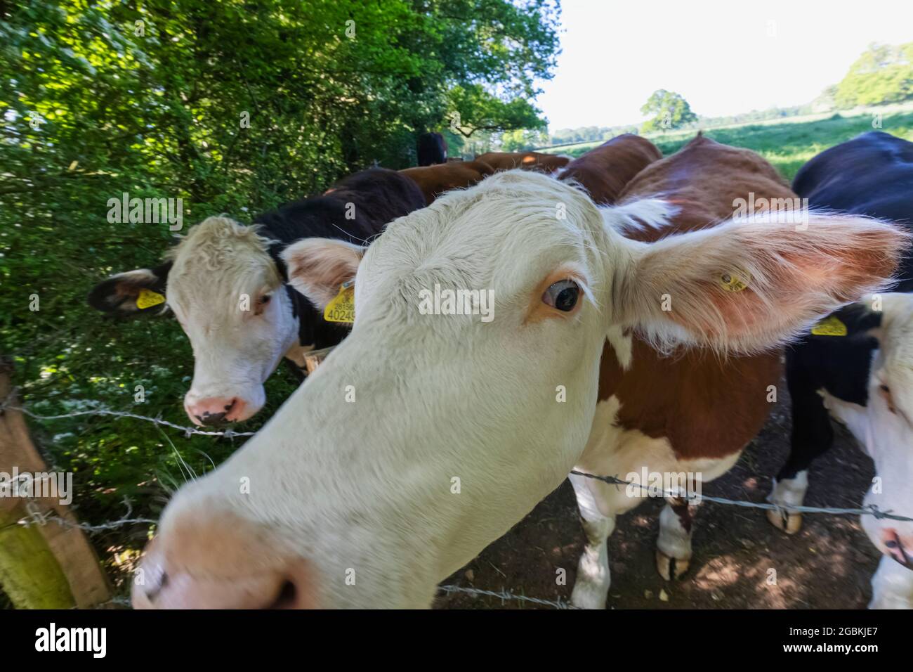 Angleterre, Hampshire, Farleigh Wallop, vaches Banque D'Images