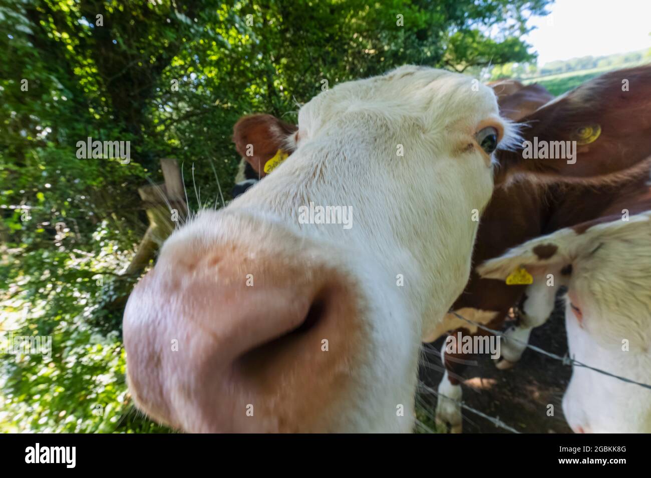 Angleterre, Hampshire, Farleigh Wallop, vaches Banque D'Images