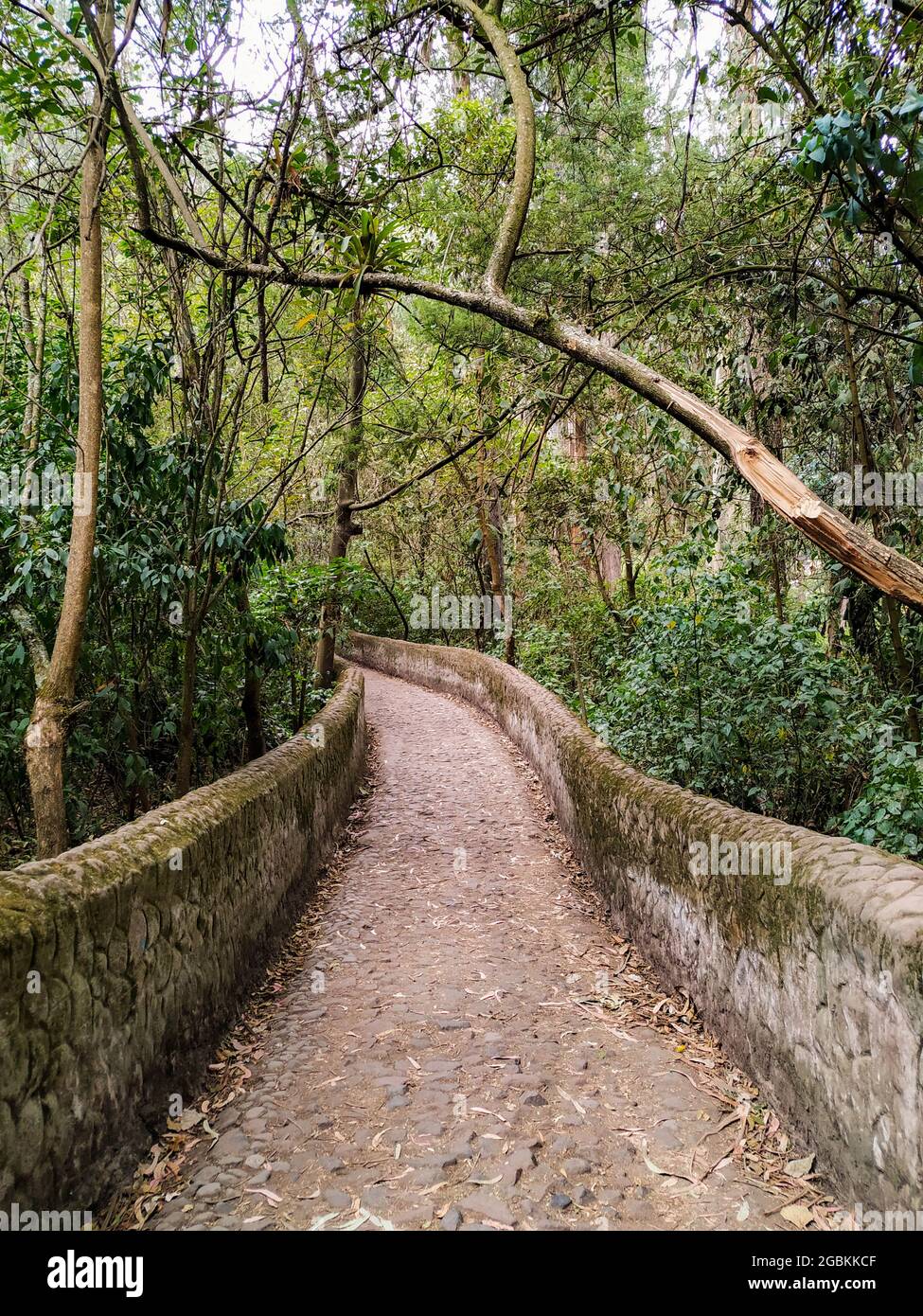 Beau chemin entre les arbres, montrant une possibilité de destination devant. Banque D'Images