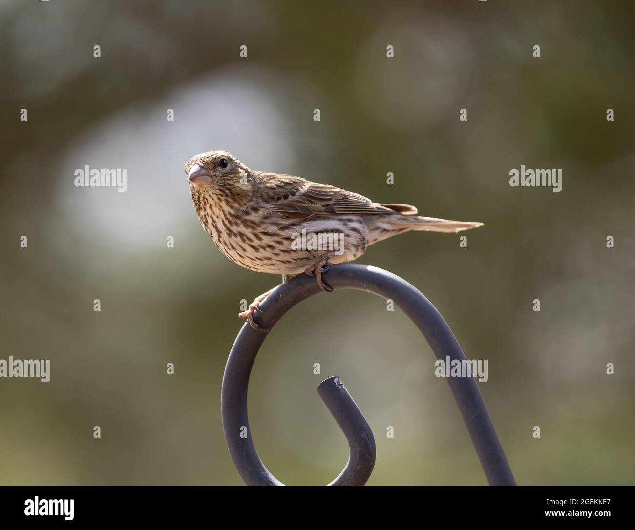 Finch Perching de Cassin sur un poteau Banque D'Images