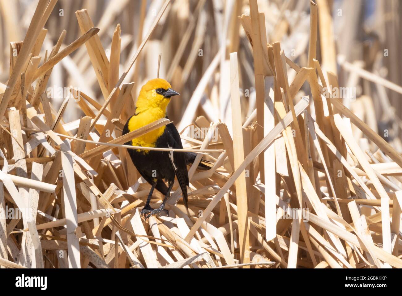 Blackbird mâle à tête jaune dans les roseaux Banque D'Images