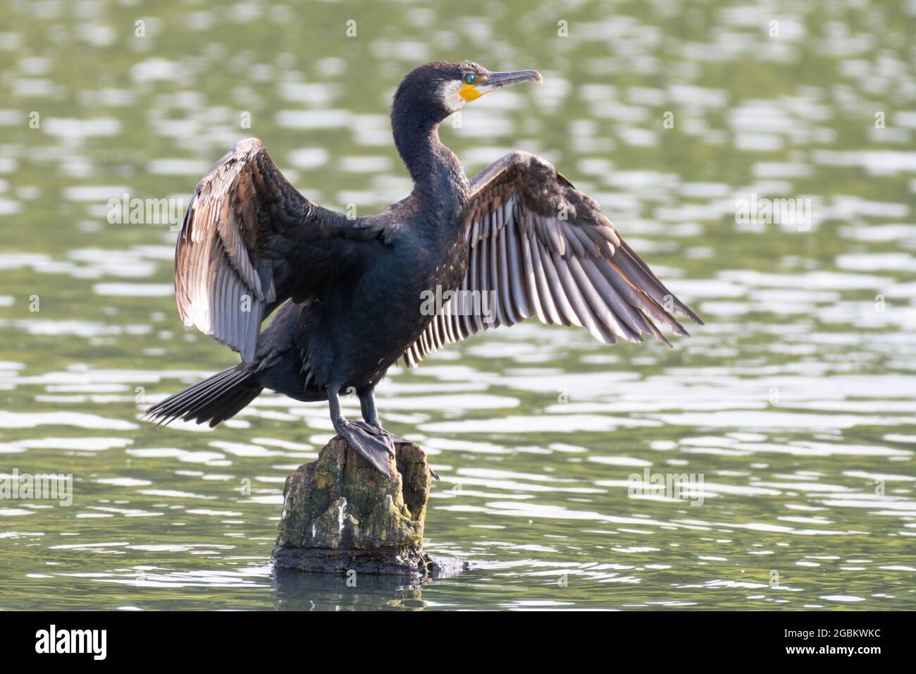 Cormorant (Phalacrocorax carbo) perché sur une souche d'un lac intérieur séchant ses ailes au soleil Banque D'Images