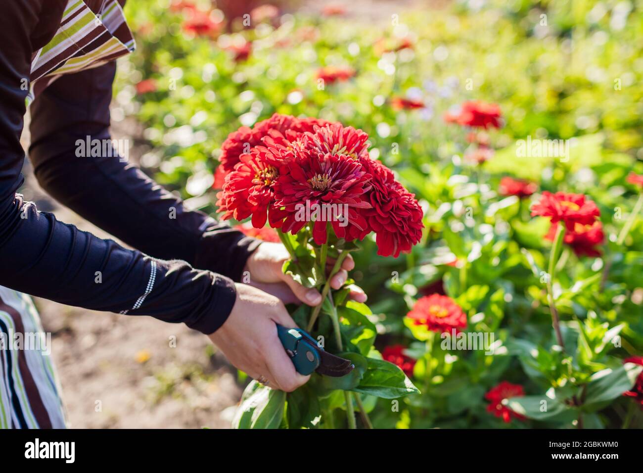 Femme jardinier choisit un bouquet de zinnies rouges dans le jardin d'été à l'aide d'un sécateur. Récolte de fleurs coupées Banque D'Images