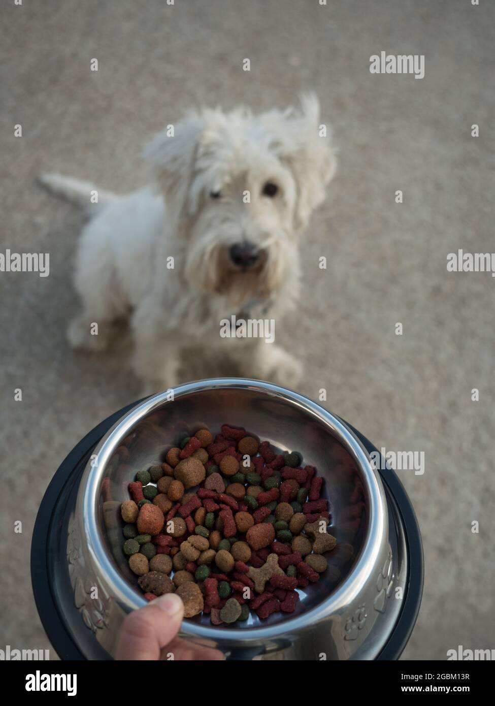 un chien obéissant assis tout en attendant patiemment son repas Banque D'Images