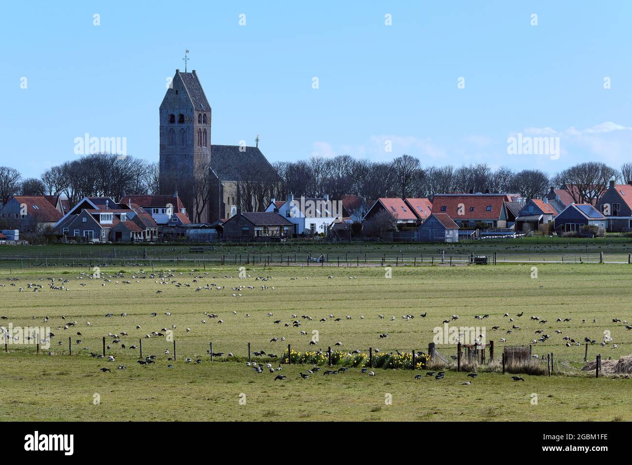 Paysage hollandais typique avec l'église de Hollum, Ameland avec un troupeau d'oies, terres agricoles. Les agriculteurs néerlandais souffrent des dommages causés par les oies Banque D'Images