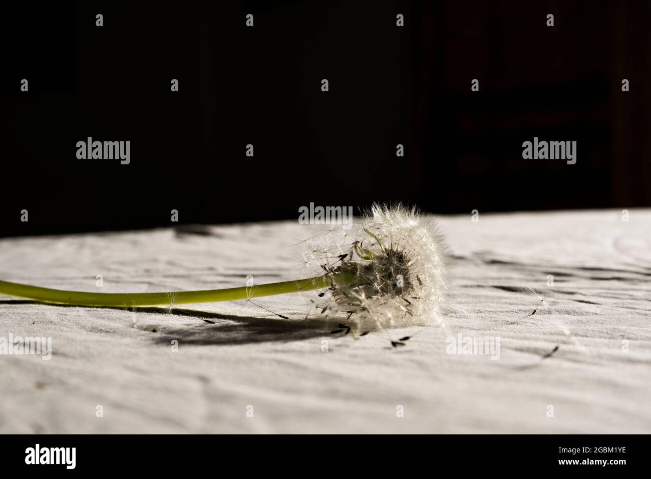 Dandelion Oh dandelion. Mise au point sélective sur le pissenlit du linge. Arrière-plan flou. Gros plan. Banque D'Images