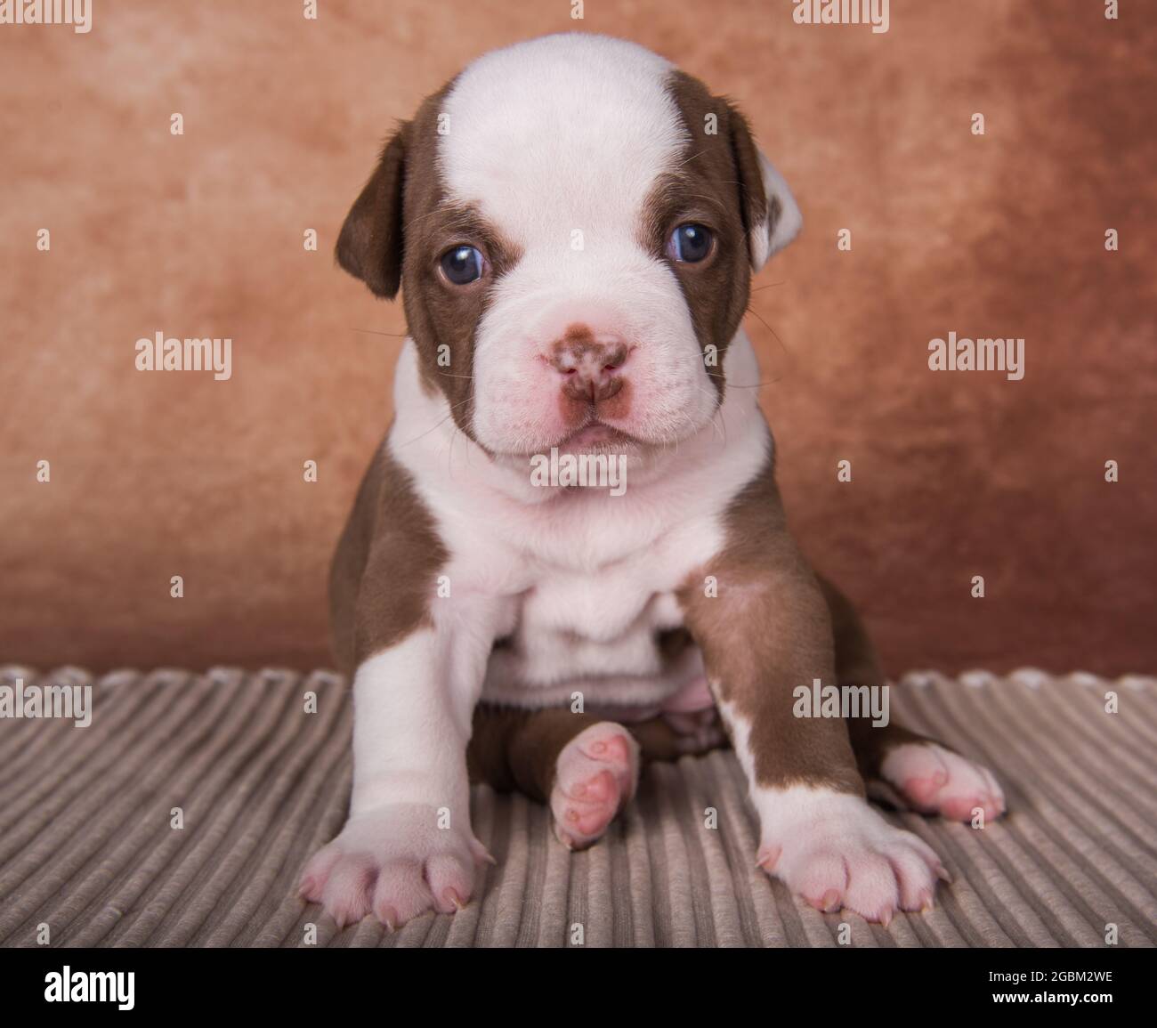 Chiot américain drôle de boulies sur fond marron Banque D'Images