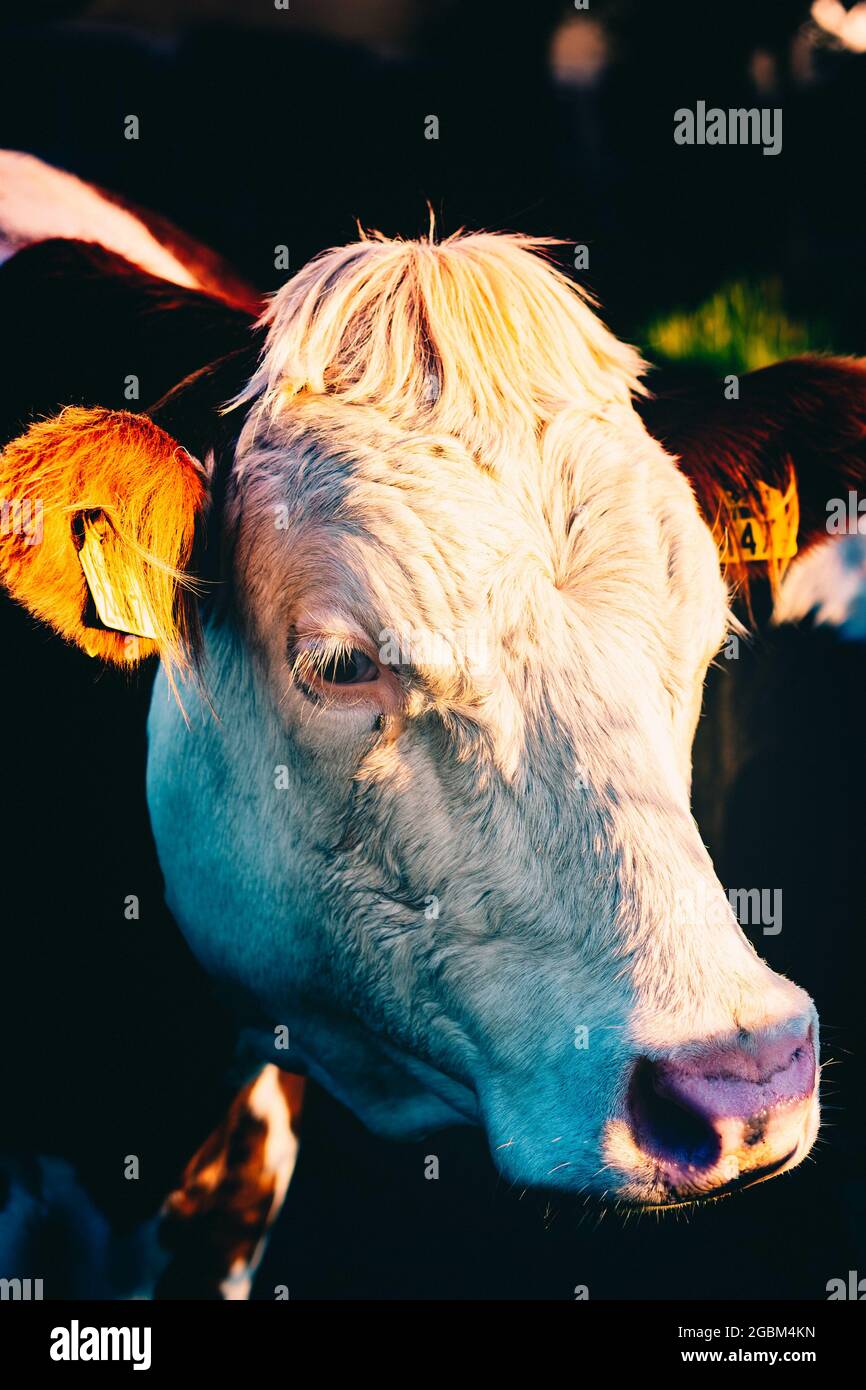 Gros plan d'une tête de vache blanche en plein soleil Banque D'Images