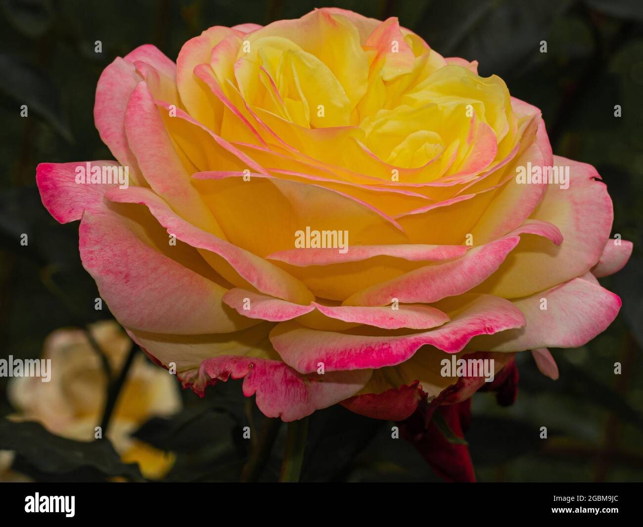 fleur de rose colorée sur fond vert foncé flou Banque D'Images