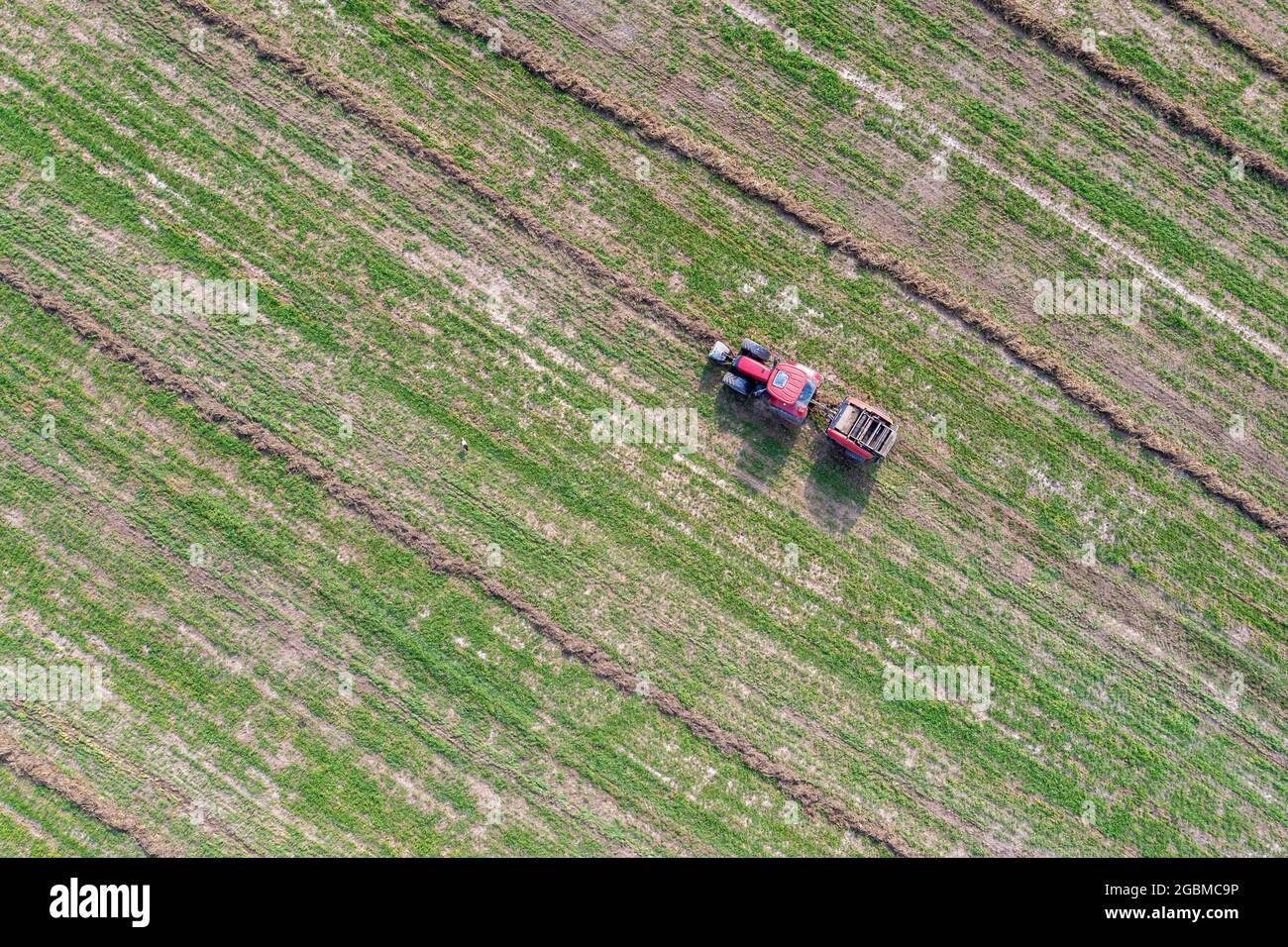 Presse à balles rondes au travail, réalisation de balles de paille à partir d'herbe sèche, vue aérienne des machines agricoles au travail Banque D'Images