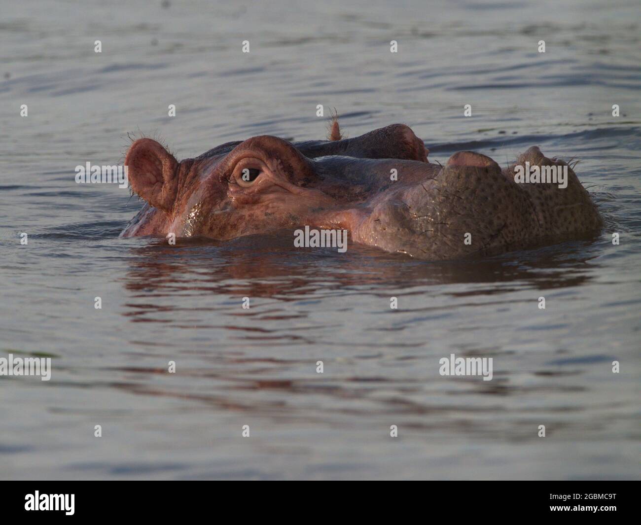 Gros plan sur le portrait d'Hippopotamus (Hippopotamus amphibius), têtes flottant dans l'eau et regardant directement le lac Awassa, en Éthiopie. Banque D'Images