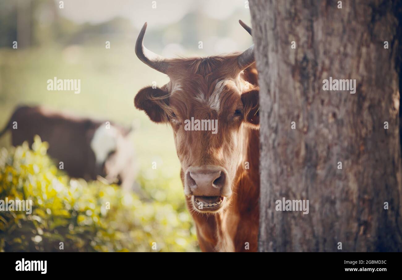 Portrait d'une vache à cornes. Portrait d'un taureau rouge. Une vache rouge regarde derrière un arbre. Banque D'Images