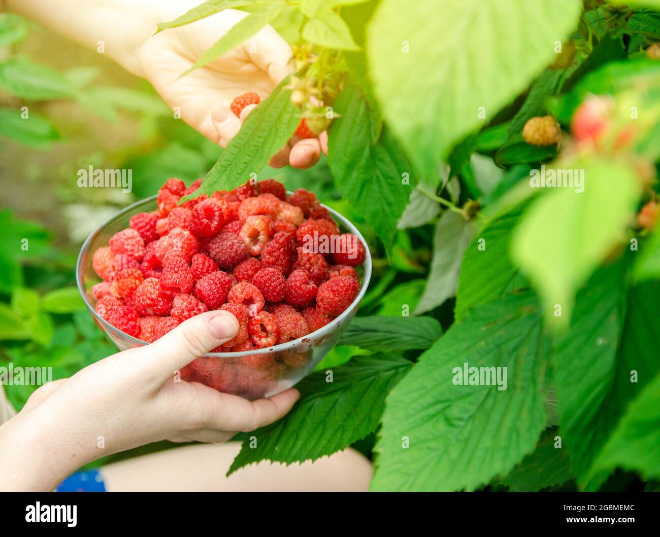 De grandes framboises fraîchement cueillies à la main du fermier. Récolte d'été. Récolte de framboises. Baies saines. Mise au point sélective Banque D'Images