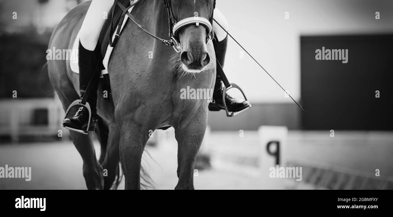 Sports équestres. Portrait sport rouge étalon dans la double bride. La jambe du cavalier dans l'étrier, à cheval rouge. Dressage de la baie h Banque D'Images