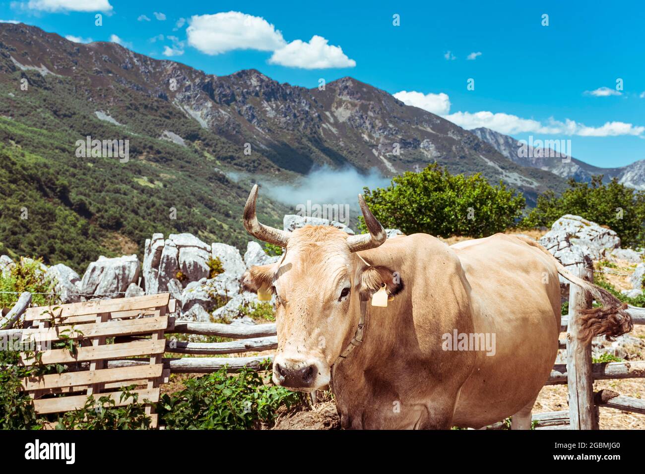 Paysage de la montagne Asturienne de San Isidro.dans la photo vous pouvez voir au premier plan une vache brune typique de l'endroit.la photo est ta Banque D'Images