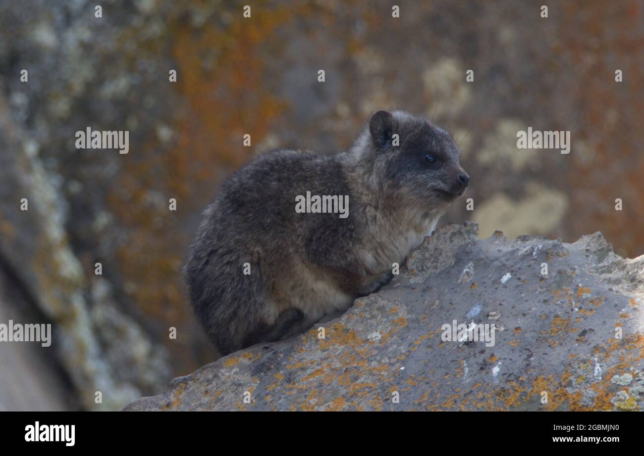 Portrait en gros plan du rat à grosse tête (Tachyoryctes macrocephalus) reposant sur les roches du parc national des monts Bale, en Éthiopie. Banque D'Images