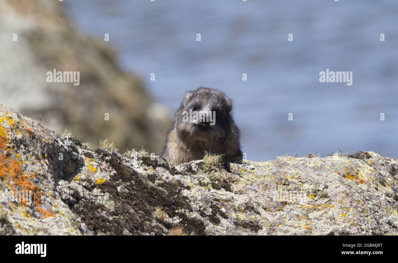 Gros plan de rat à grosse tête (Tachyoryctes macrocephalus) regardant directement le parc national de Bale Mountains, en Éthiopie. Banque D'Images