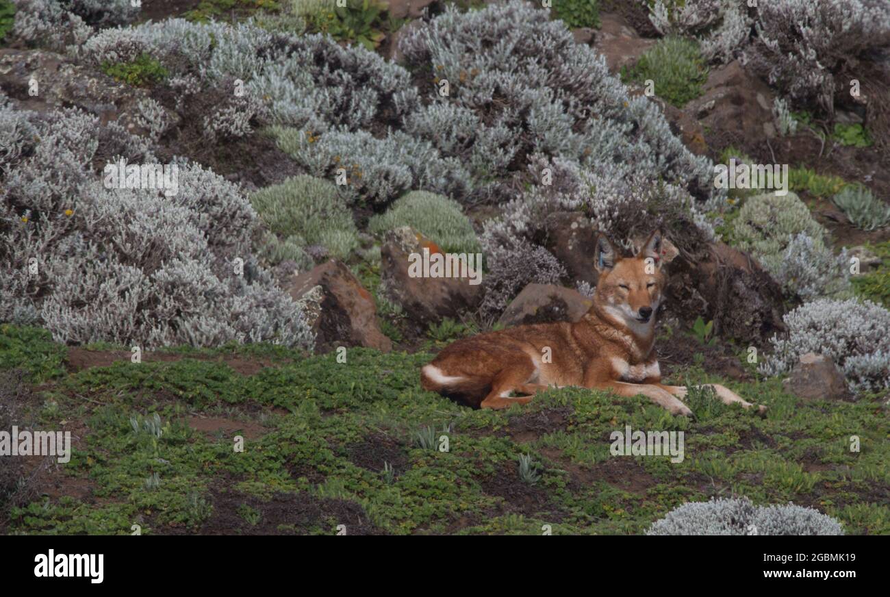 Gros plan sur le portrait du loup éthiopien sauvage et en voie de disparition (Canis simensis) assis et au repos, parc national des monts Bale, Éthiopie. Banque D'Images