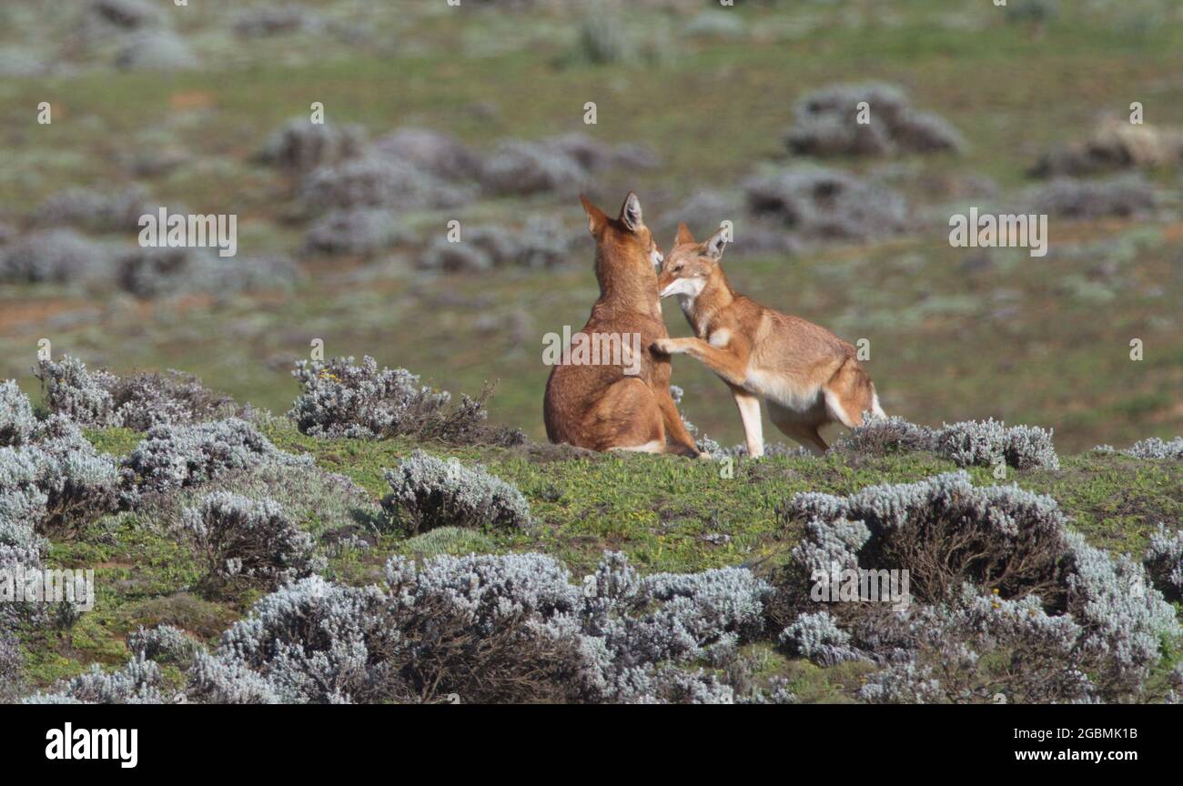 Portrait en gros plan de deux loups éthiopiens sauvages et en voie de disparition (Canis simensis) jouent ensemble, parc national des monts Bale, Éthiopie. Banque D'Images