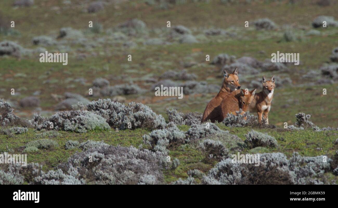 Portrait en gros plan de trois loups éthiopiens sauvages et en voie de disparition (Canis simensis) au repos, parc national des monts Bale, Éthiopie. Banque D'Images