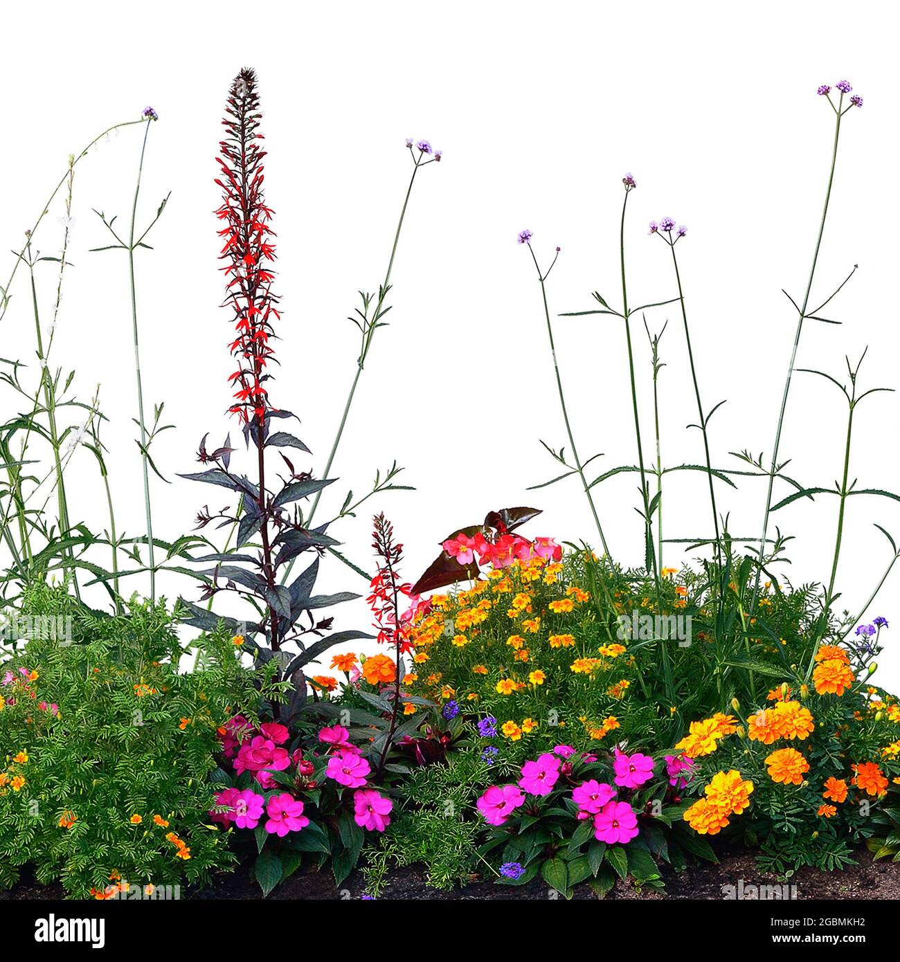 Fleurs annuelles parterres, fleurs isolées cardinal parterres macro gros plan, fleurs détaillées Begonias, balsams, Gauras, Marigolds, Verbenas Banque D'Images