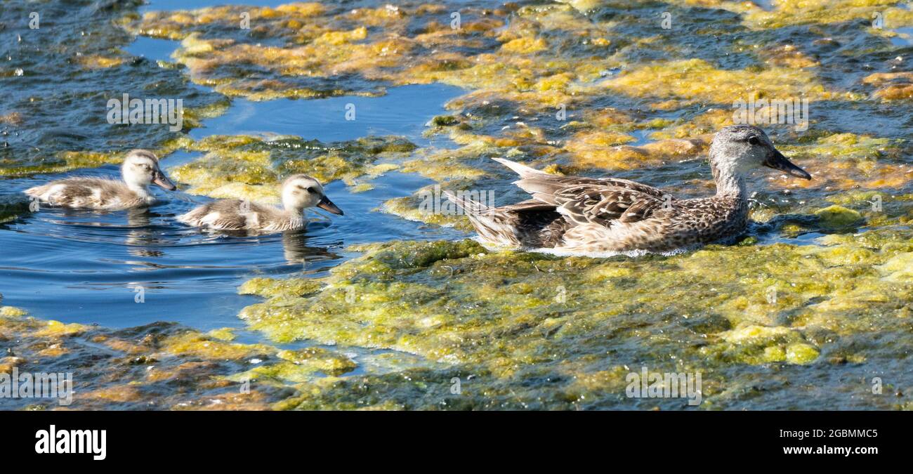 Une femelle de canard colvert (Anas platyrhynchos) nage avec ses canetons à travers les algues dans Malibu Lagoon, Malibu, Californie, États-Unis Banque D'Images