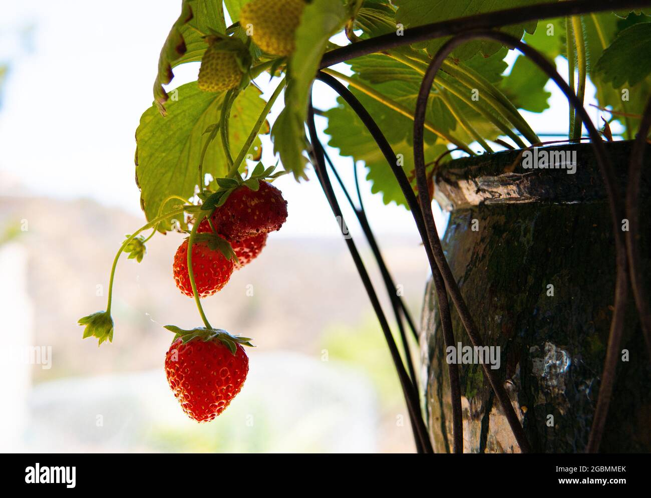 Plante de fraise dans le semoir suspendu en gros plan Banque D'Images