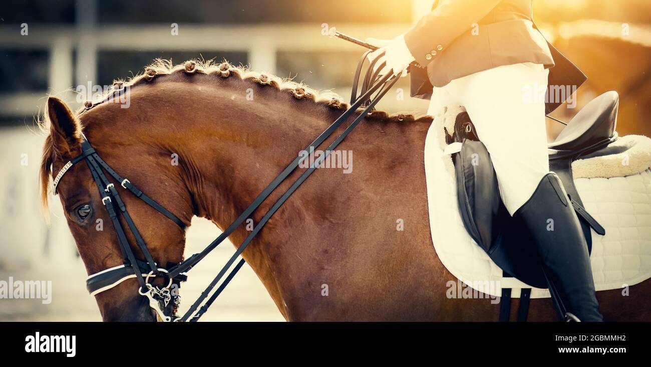 Mane tressée sur le cou d'un cheval rouge de dressage lors d'une compétition. Queue de cochon sur le cou de cheval de sport. Dressage de chevaux. Sports équestres. Cheval ridi Banque D'Images