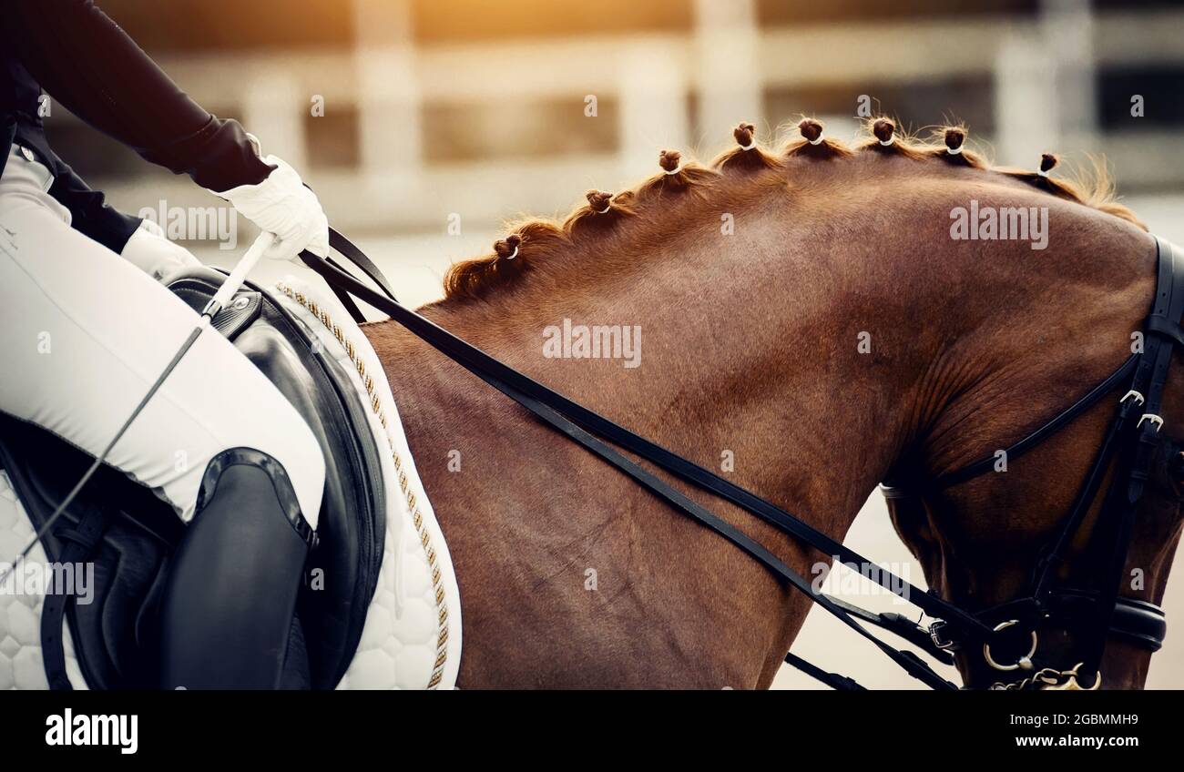 Mane tressée sur le cou d'un cheval rouge de dressage lors d'une compétition. Queue de cochon sur le cou de cheval de sport. Dressage de chevaux. Sports équestres. Cheval ridi Banque D'Images