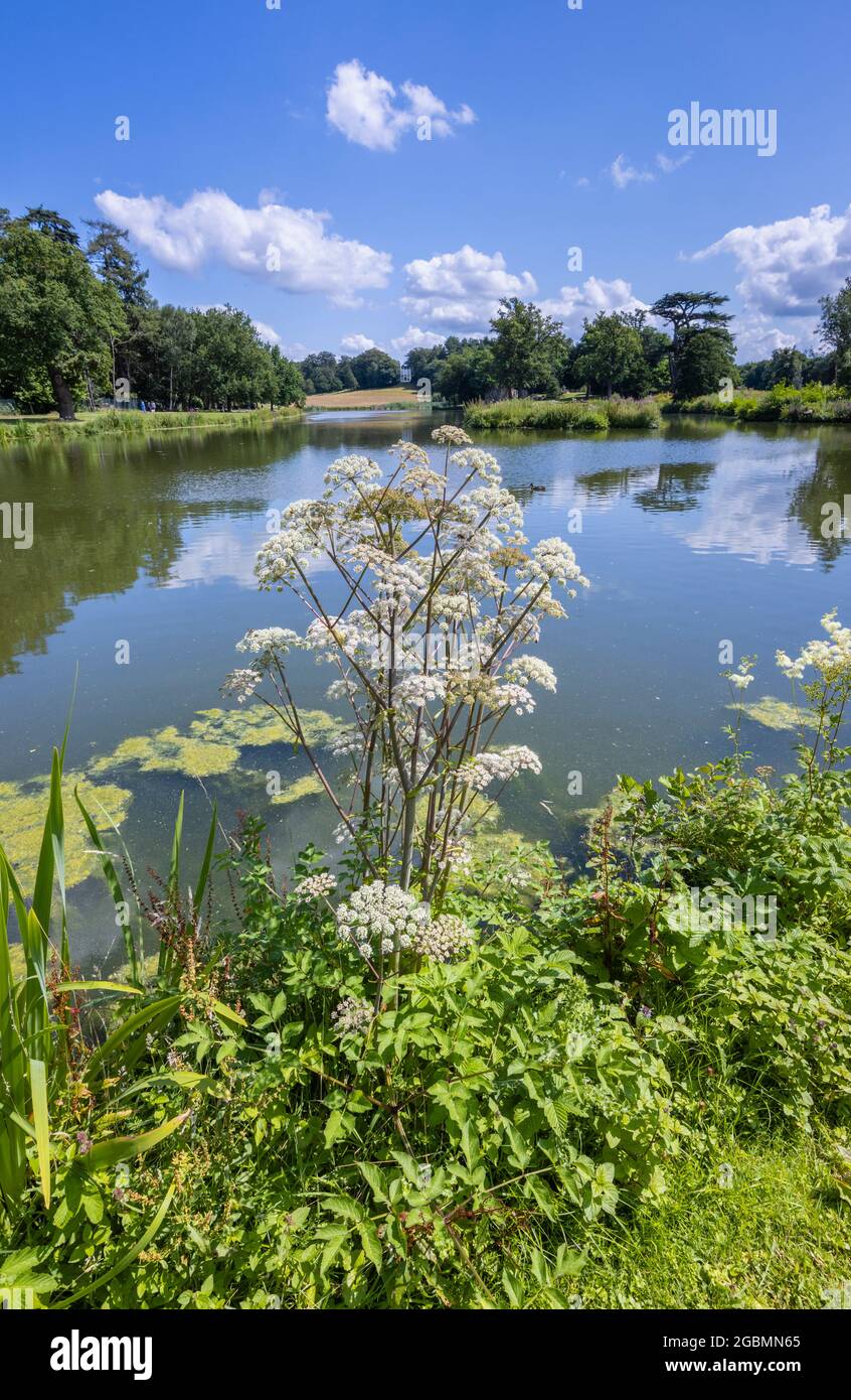 Heracleum sphondylium, floraison aux paysages de Hamilton de Painshill Park, jardins paysagers de Cobham, Surrey, sud-est de l'Angleterre, Royaume-Uni Banque D'Images
