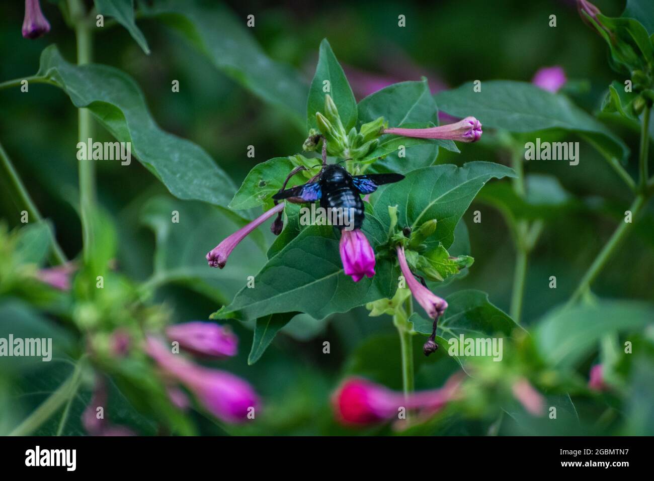Bourdon Noir Banque De Photographies Et D images Haute R solution Alamy