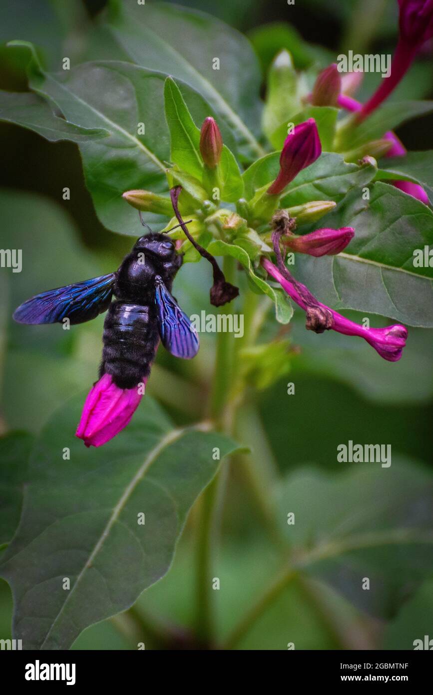 Bourdon Noir Banque De Photographies Et D images Haute R solution Alamy