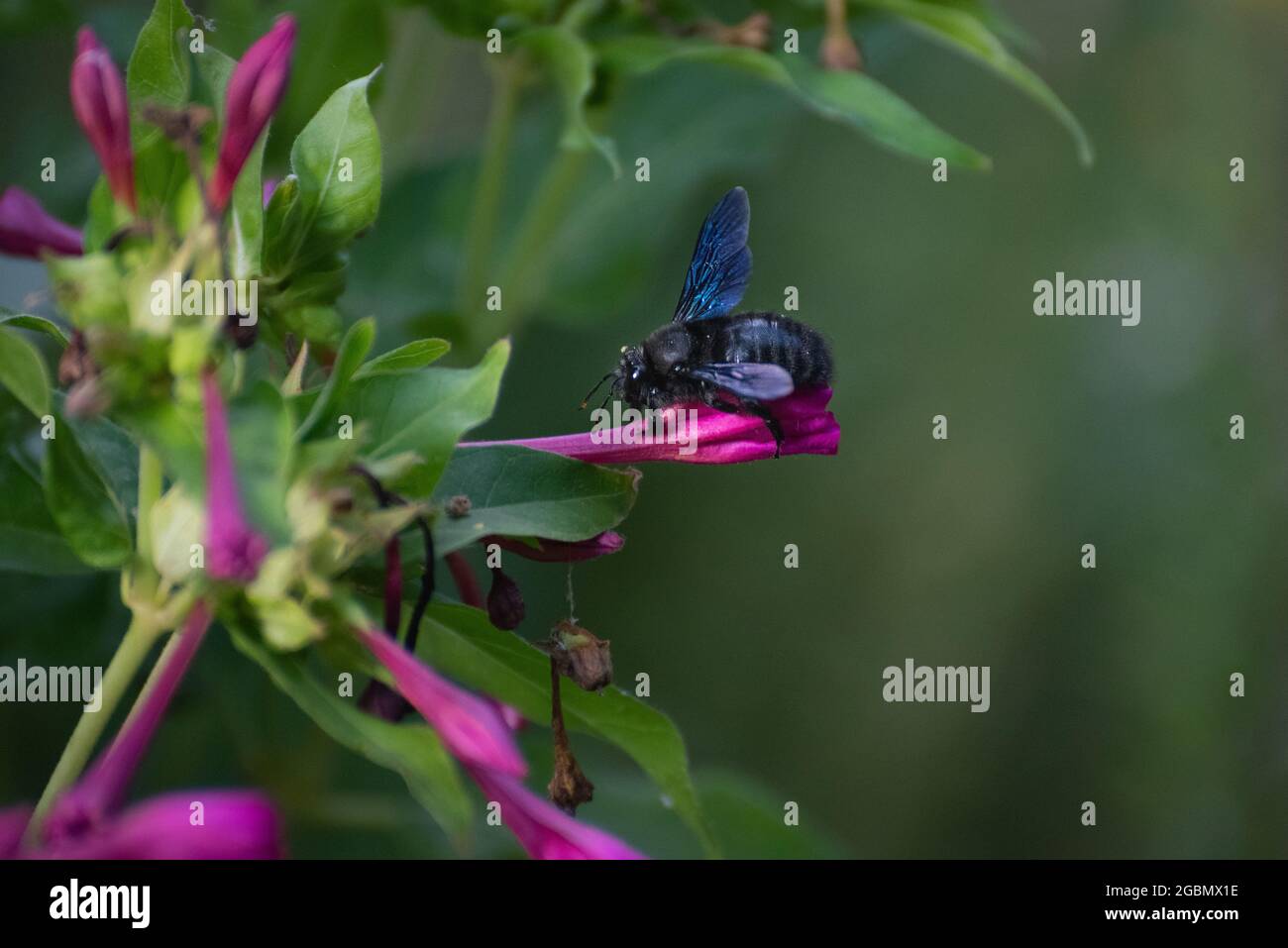 Bourdon noir sur fleurs violettes Banque D'Images