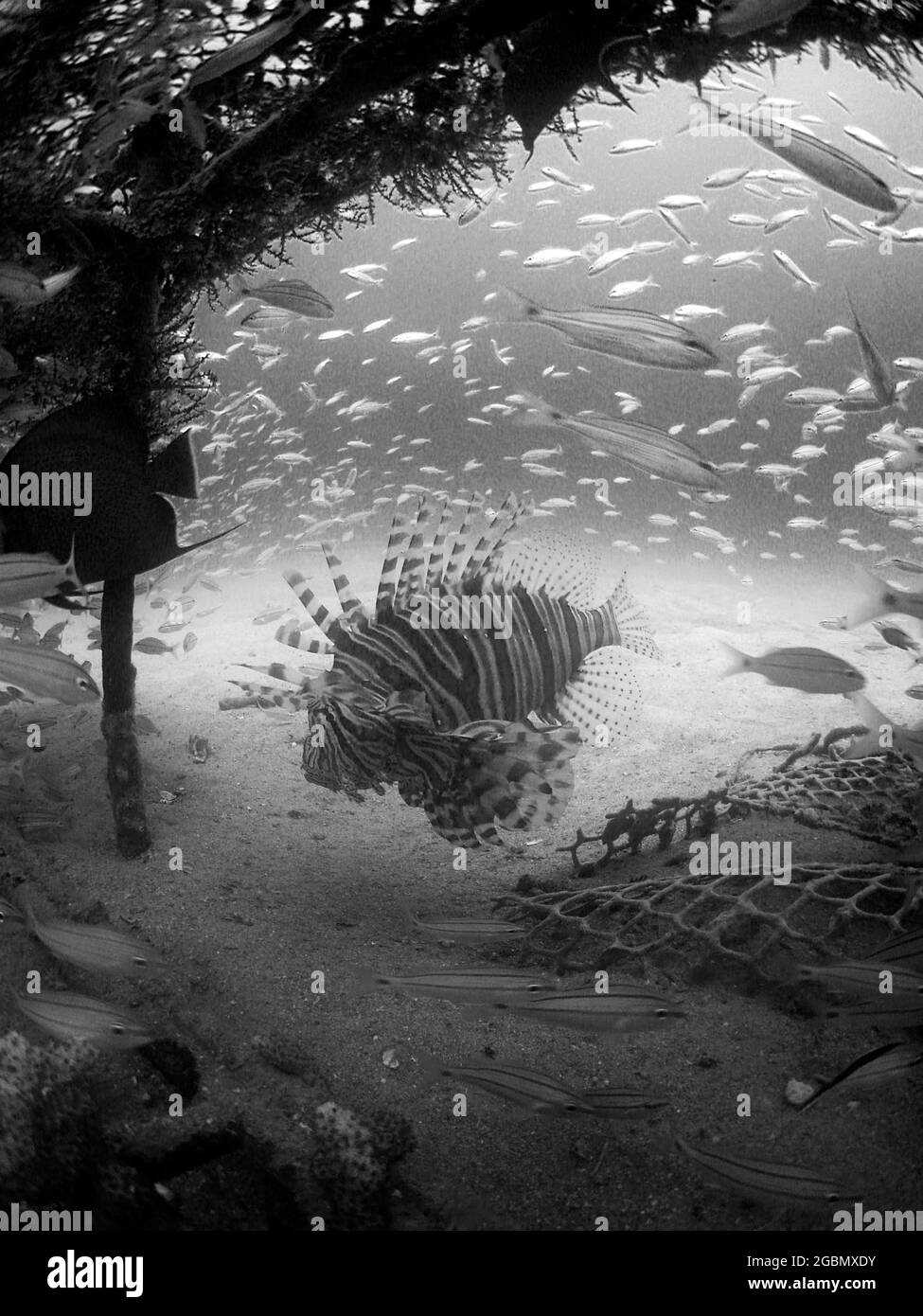 Prise de vue verticale en niveaux de gris des poissons exotiques capturés sous l'eau Banque D'Images