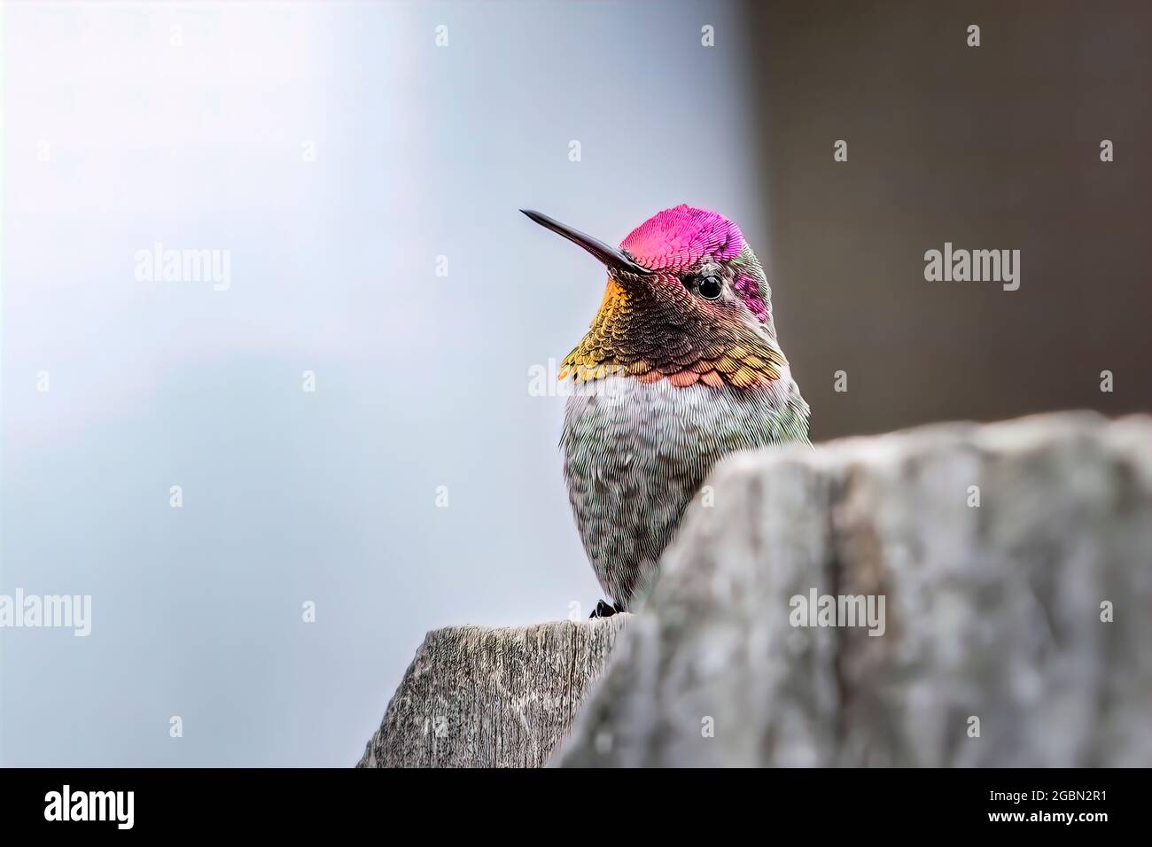 hummingbird assis encore perché sur une clôture en bois Banque D'Images