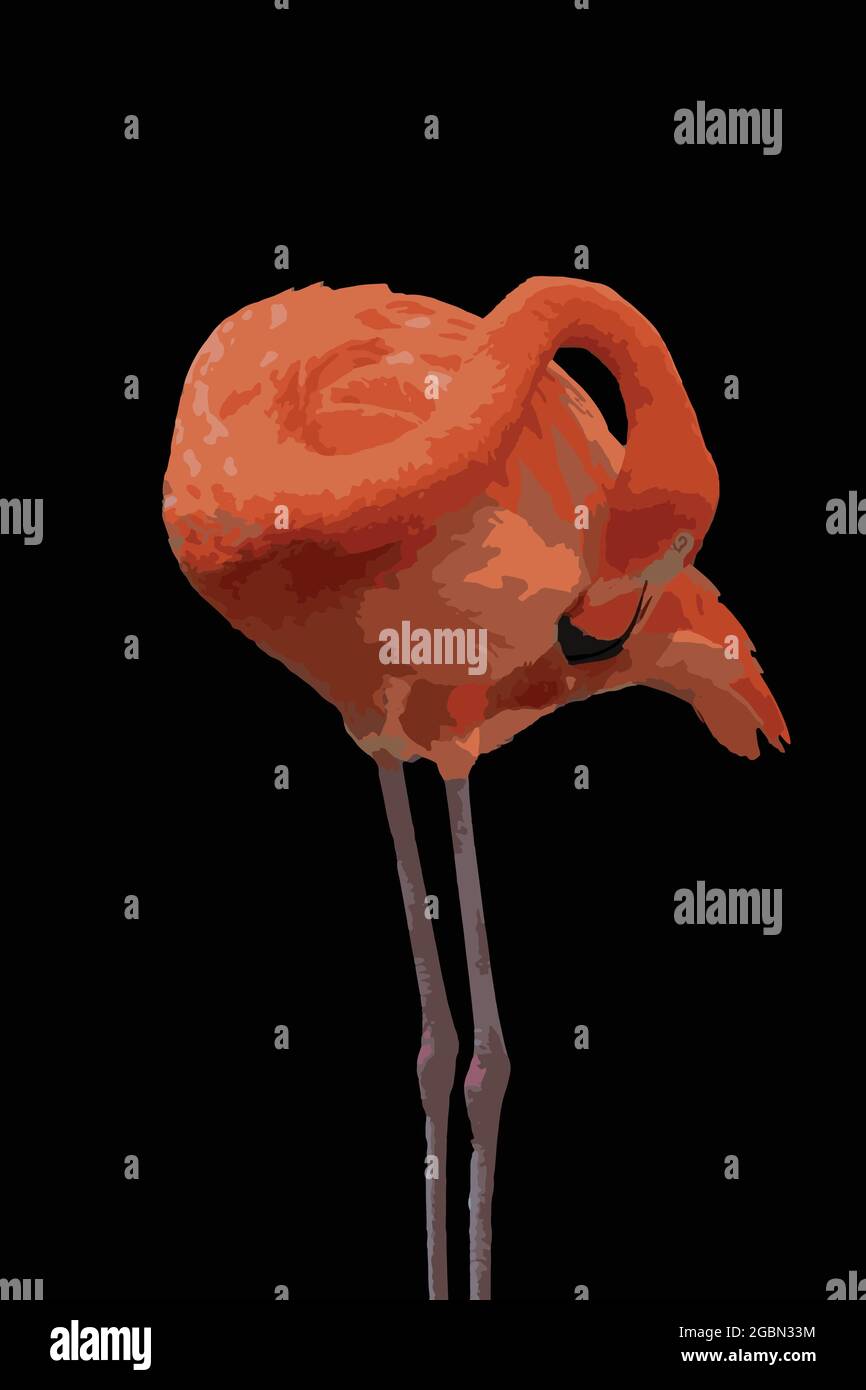 Un profil latéral d'une œuvre d'art vectoriel de flamants roses. Illustration de Vecteur