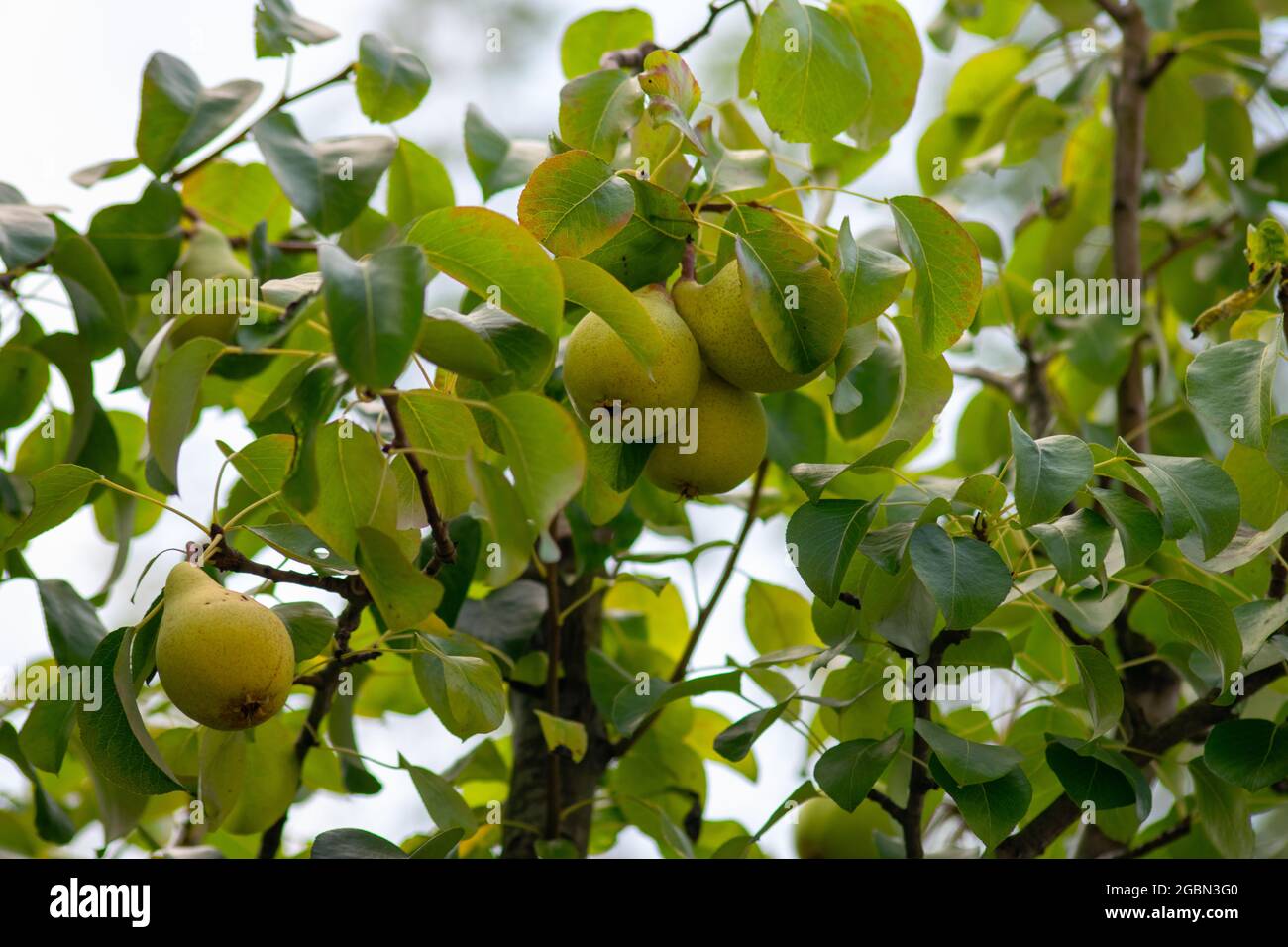 Des pairs accrochés à l'arbre en août, saison estivale. Fruits sains à l'état naturel. Banque D'Images