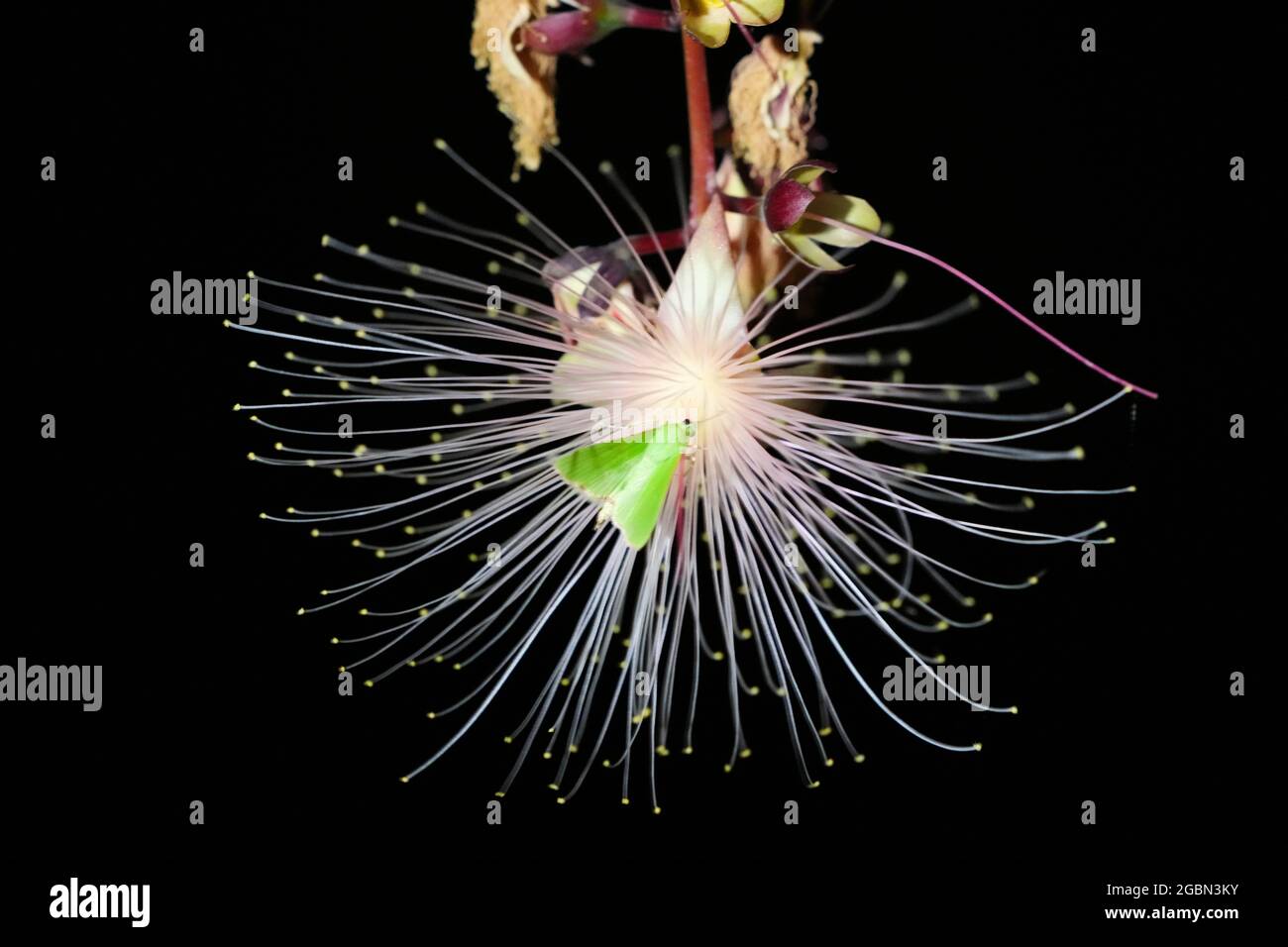 Barringtonia racemosa ou poudre fleur d'arbre de bouffée la nuit. Des guirlandes de fleurs pendent des arbres comme des feux d'artifice. Yilan, Taïwan. Juin 2021. Banque D'Images